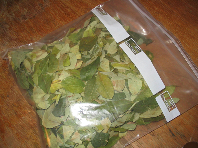 Buy Coca Leaves Online